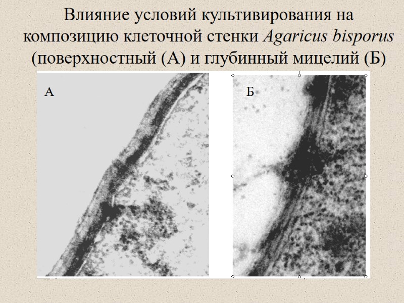 Влияние условий культивирования на композицию клеточной стенки Agaricus bisporus (поверхностный (А) и глубинный мицелий